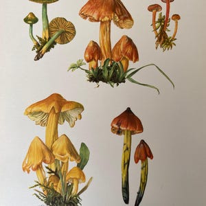 Stampa di funghi Hygrocybe agarics. Litografia antica e vintage di biologia e natura. Illustrazione di spore e poster degli anni '60.