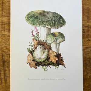 GREEN-CRACKING RUSSULA mushroom print. Antique biology and nature lithograph. Spore illustration and poster from 1960s image 5