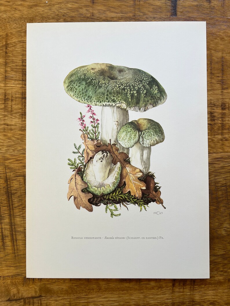 GREEN-CRACKING RUSSULA mushroom print. Antique biology and nature lithograph. Spore illustration and poster from 1960s image 5