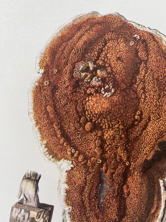 1960 Vintage Serpula Lacrymans Mushroom Print. Antique Biology and 