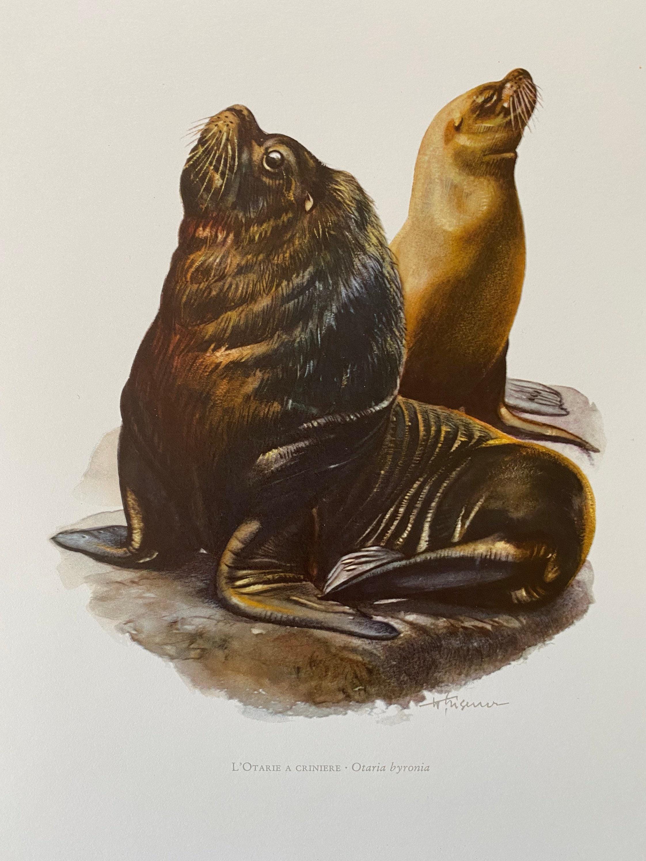 South american sea lion animal print. antique and vintage zoology and biology lithograph. wildlife illustration and wallartfrom 1960s