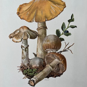 Stampa del fungo Rozites caperata. Litografia antica e vintage di biologia e natura. Illustrazione di spore e poster degli anni '60.
