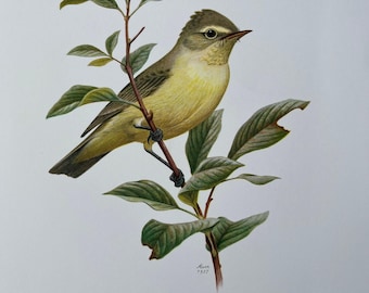 1901 | チフチャフプリント | アンティークオリジナルカラーリトグラフ