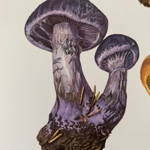 CORTINARIUS AGARICS mushroom print. Antique and vintage biology and nature lithograph. Spore illustration and poster from 1960s image 3