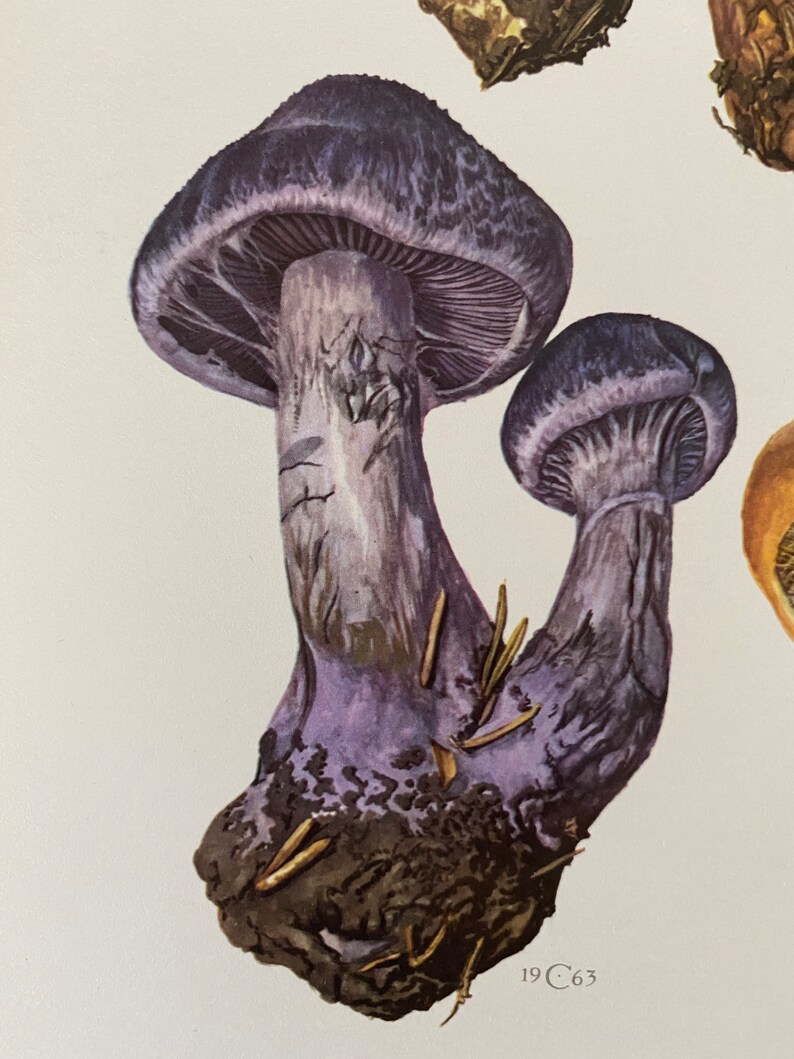 CORTINARIUS AGARICS mushroom print. Antique and vintage biology and nature lithograph. Spore illustration and poster from 1960s image 3