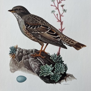 Puede incluir: Ilustración en acuarela de un acentor alpino posado sobre una roca con suculentas y un huevo azul. El ave tiene plumaje marrón y gris, con una representación detallada de sus plumas. Una ramita de delicadas flores blancas añade un toque de color.