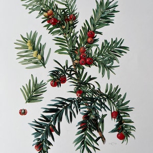 May include: A botanical illustration of a yew tree branch with green needles and red berries. The illustration is labelled "IV - Taxus baccata L."