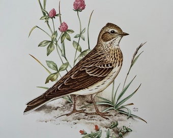 EUROPEAN SKYLARK bird print. Antique and vintage ornithology and biology lithograph. Wildlife illustration and poster from 1960s