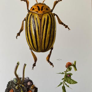 Könnte beinhalten: Eine detaillierte Illustration eines gelb-schwarz gestreiften Käfers mit orangefarbenen Markierungen auf dem Kopf. Der Käfer ist auf weißem Hintergrund dargestellt, mit zwei kleineren Illustrationen des Käfers im Larvenstadium auf einer Pflanze und im Boden.