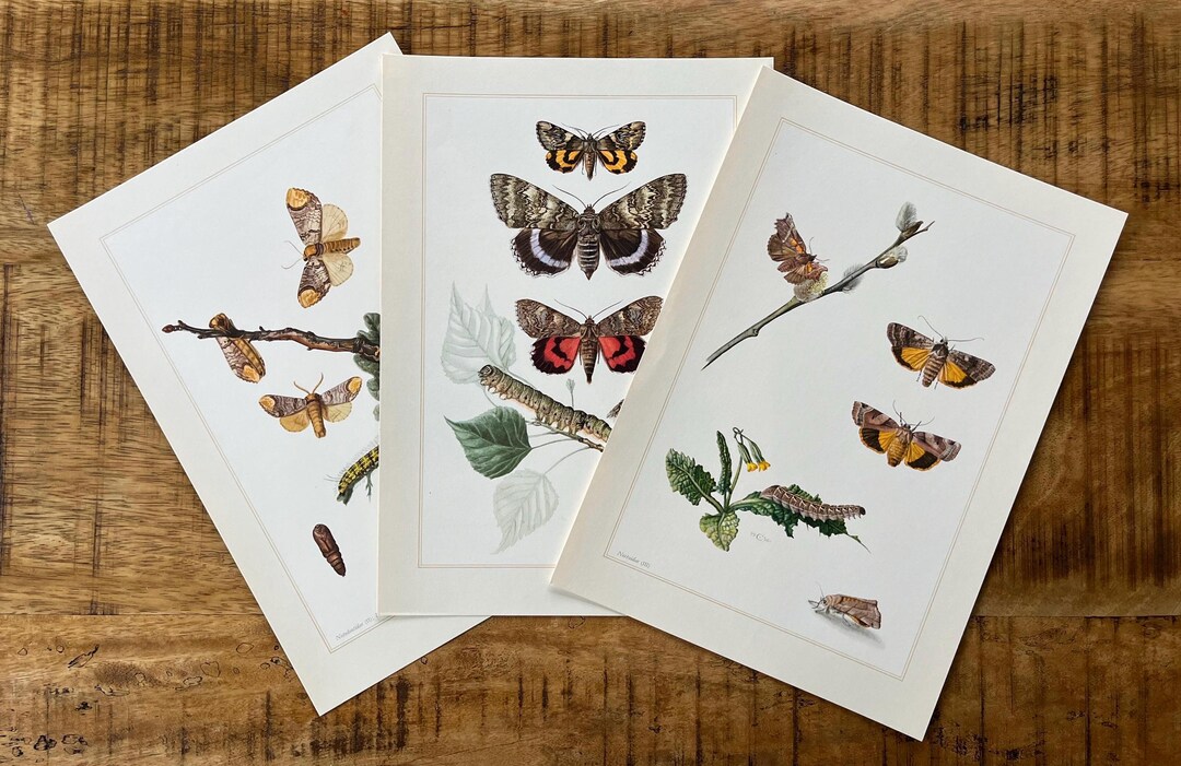 3 X 1960s Vintage MOTHS Insect Print Set. Bugs Illustrations. Insect ...