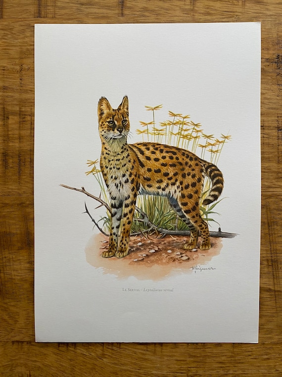 Vintage Serval Animal Print | 1960s Zoology Art, Wildlife