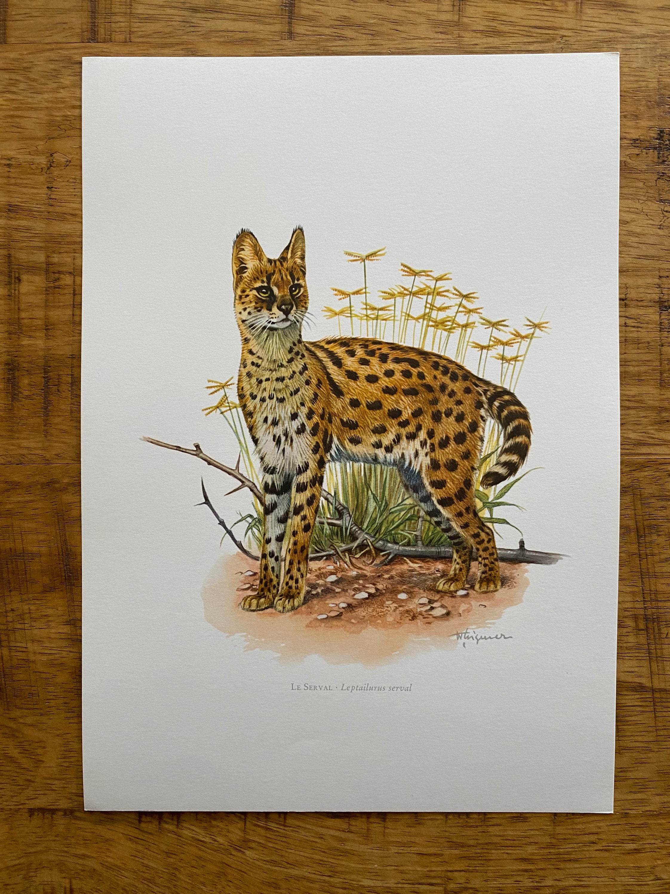 Vintage Serval Animal Print | 1960s Zoology Art, Wildlife