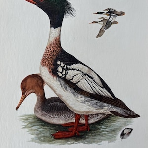 Vintage 1955 Red-Breasted Merganser Print, Antique Bird Lithograph