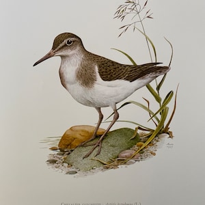 COMMON SANDPIPER bird print. Antique and vintage ornithology and biology lithograph. Wildlife illustration and poster from 1960s image 1