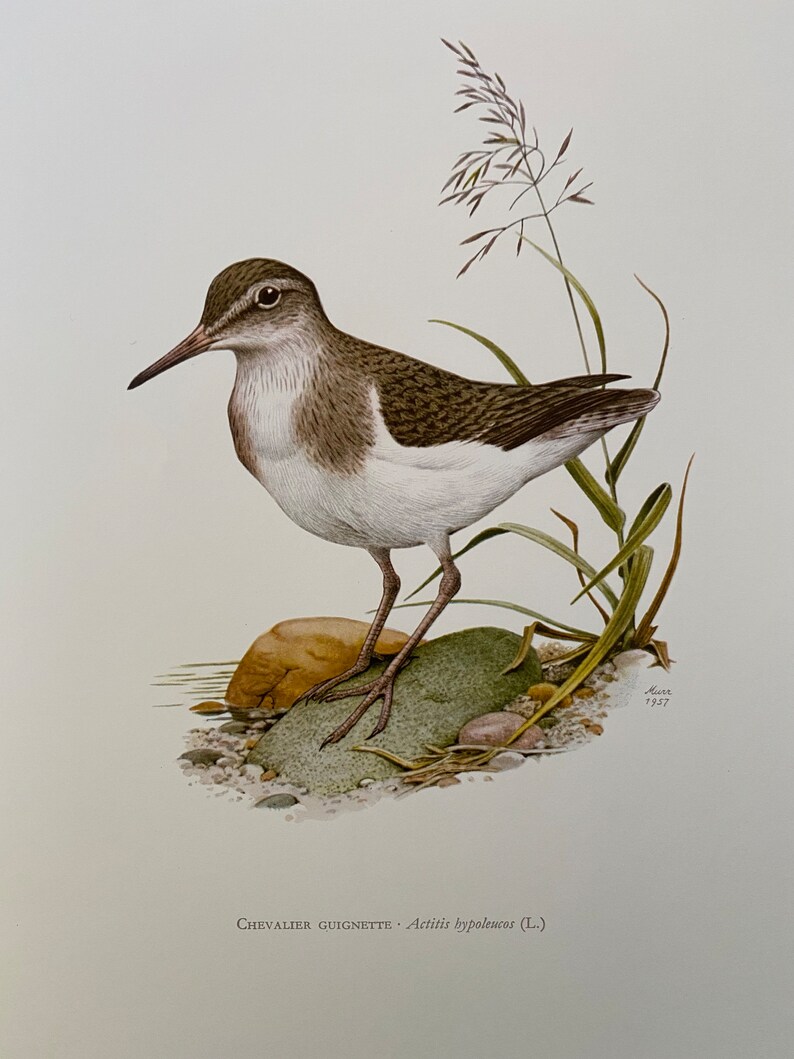 COMMON SANDPIPER bird print. Antique and vintage ornithology and biology lithograph. Wildlife illustration and poster from 1960s image 1
