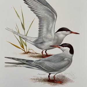 Common tern bird print. antique and vintage natural sciences and biology print. home decor wall art ornithology from 1960s
