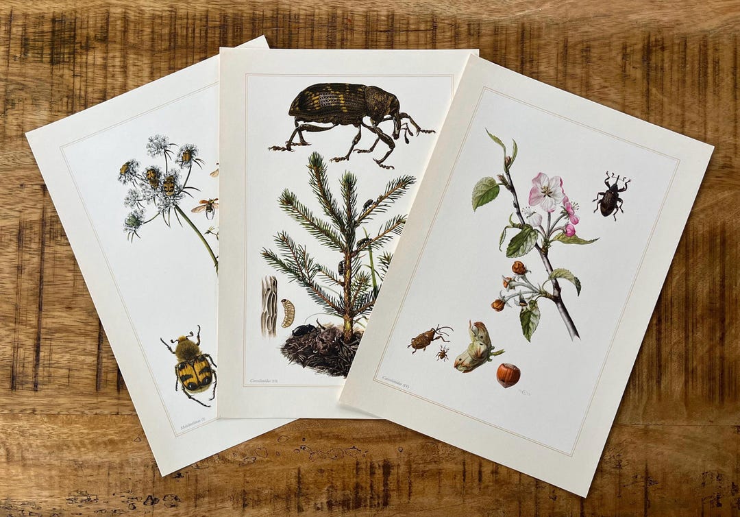 3 X 1960s Vintage BEETLES Insect Print Set. Bugs Illustrations. Insect ...