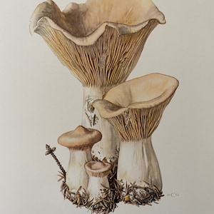 May include: A botanical illustration of Clitocybe geotropa mushrooms. The image features several mushrooms in varying sizes, with tan caps and white stems. The illustration includes the text "CLITOCYBE GÉOTROPE Clitocybe geotropa (Bull. ex Fr.) Quél." and "19 C61".