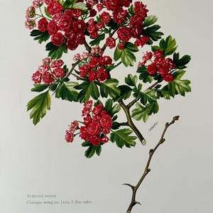 Common hawthorn botanical print. antique and vintage natural sciences and biology lithography. plant illustration and wallart from 1960s