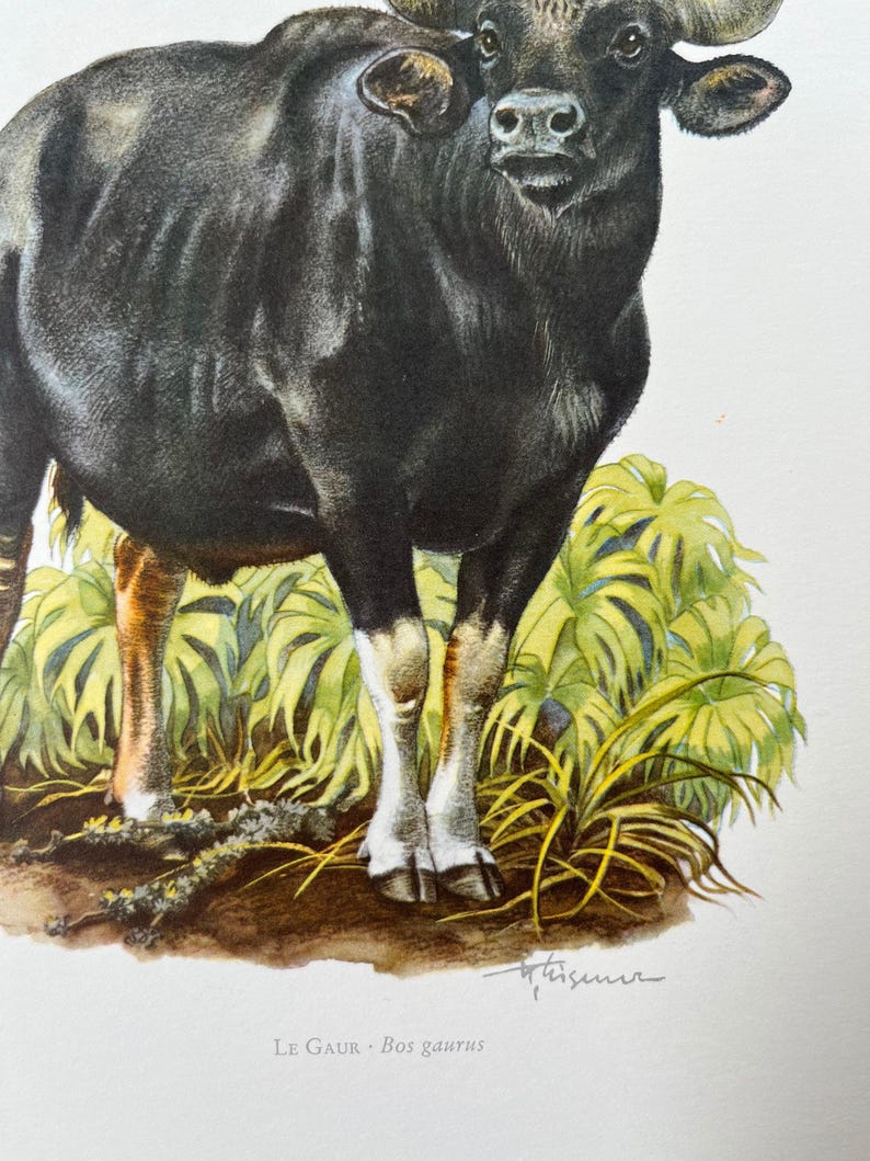 Vintage Gaur Print, 1960s French Zoology Lithograph - Etsy