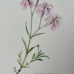 May include: A botanical illustration of a pink Dianthus superbus flower, also known as the fringed pink, with delicate, fringed petals. The illustration is labeled "Oeillet superbe - Dianthus superbus L."