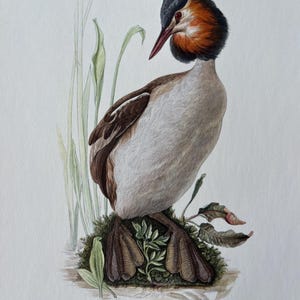 Puede incluir: Ilustración detallada de un somormujo lavanco, Podiceps cristatus, posado sobre una superficie musgosa. El ave presenta un plumaje distintivo naranja, negro y blanco, con un pico largo y rojo y una cresta oscura. Juncos y hojas verdes en el fondo.
