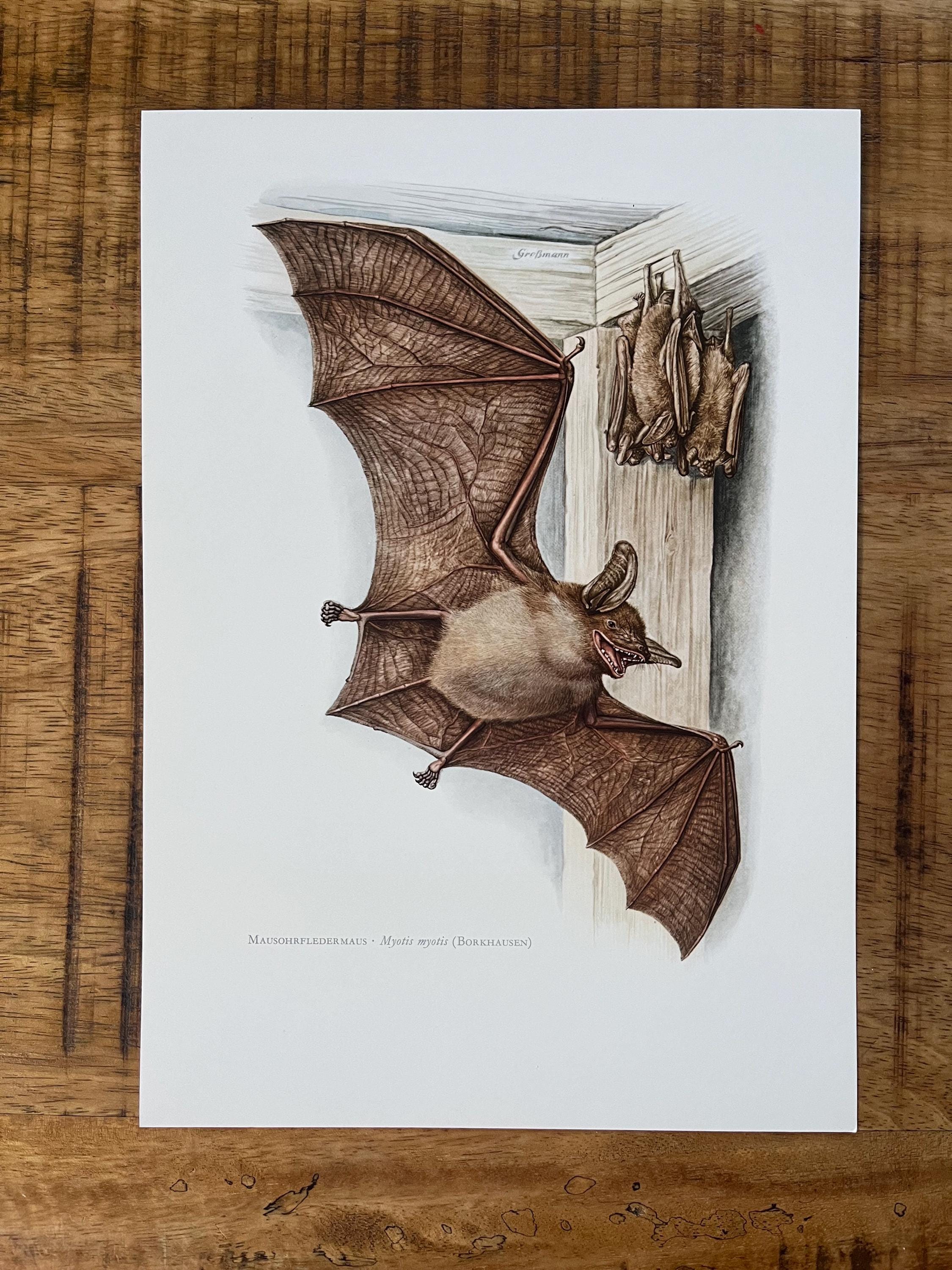 3 X 1960s Vintage BATS Animal Print Set With Greater Mouse-eared Bat ...