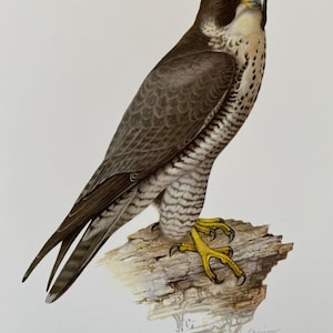 May include: A detailed illustration of a Peregrine Falcon perched on a weathered wooden branch. The bird features dark gray and brown plumage, a yellow beak, and bright yellow talons. The text "Faucon Pèlerin - Falco peregrinus Tunst." is at the bottom.