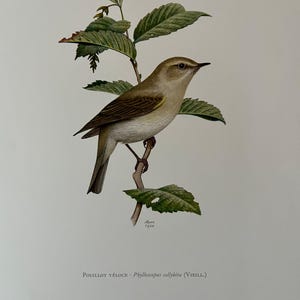 Common chiffchaff bird print. antique and vintage ornithology and biology lithograph. wildlife illustration and poster from 1960s