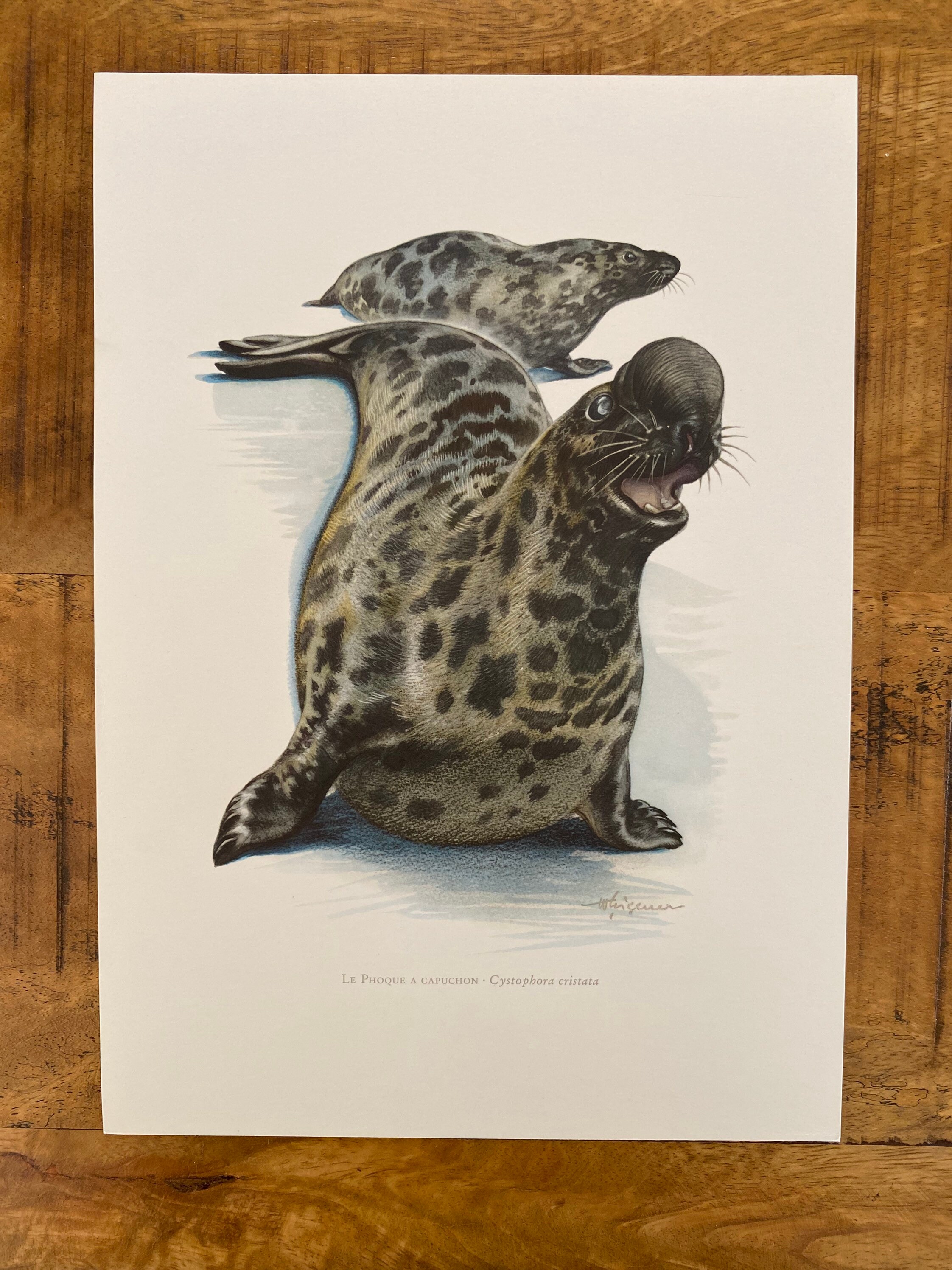 BASEMAN リトグラフ　絵画　版画　ヴィンテージ　アンティーク セシル・アルダンのリトグラフ、1900年代頃: チャールズ
