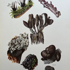 Grabado de hongos XYLARIACEAE. Litografía antigua y vintage de biología y naturaleza. Ilustración y póster de esporas de la década de 1960.