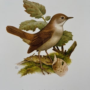 Stampa di uccello USIGNOLO COMUNE. Litografia antica e vintage di ornitologia e biologia. Illustrazione e poster sulla fauna selvatica degli anni '60