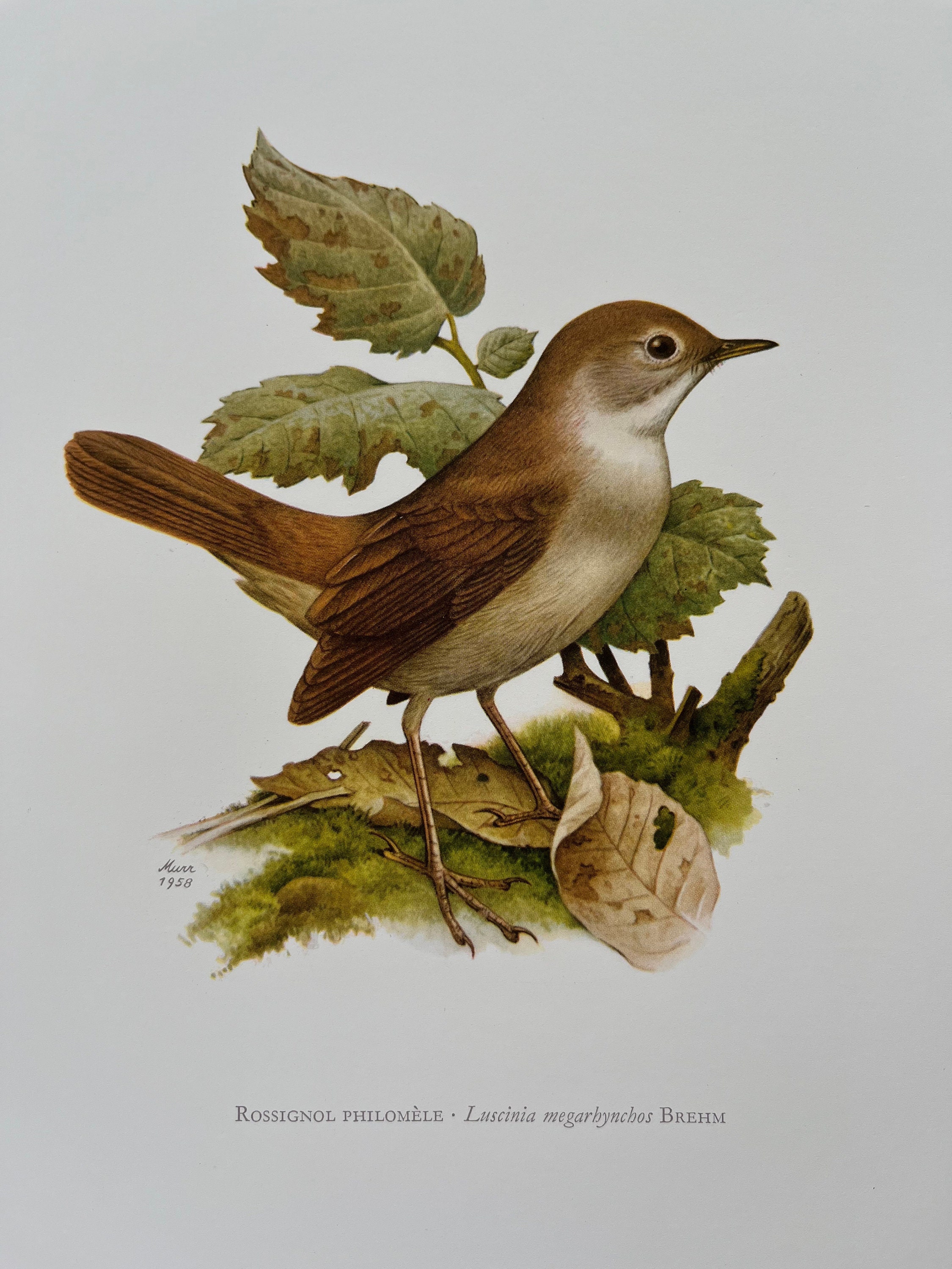 ナイチンゲールの鳥の版画。アンティークとヴィンテージの鳥類学