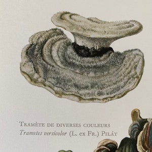 Op de afbeelding: Een close-up van een Trametes versicolor paddenstoel, ook bekend als de kalkoenstaart paddenstoel. De paddenstoel is een levendige, veelkleurige, waaiervormige schimmel met een fluweelzachte textuur. De paddenstoel is een populair onderwerp voor natuurfotografie en wordt vaak gebruikt in de traditionele geneeskunde.