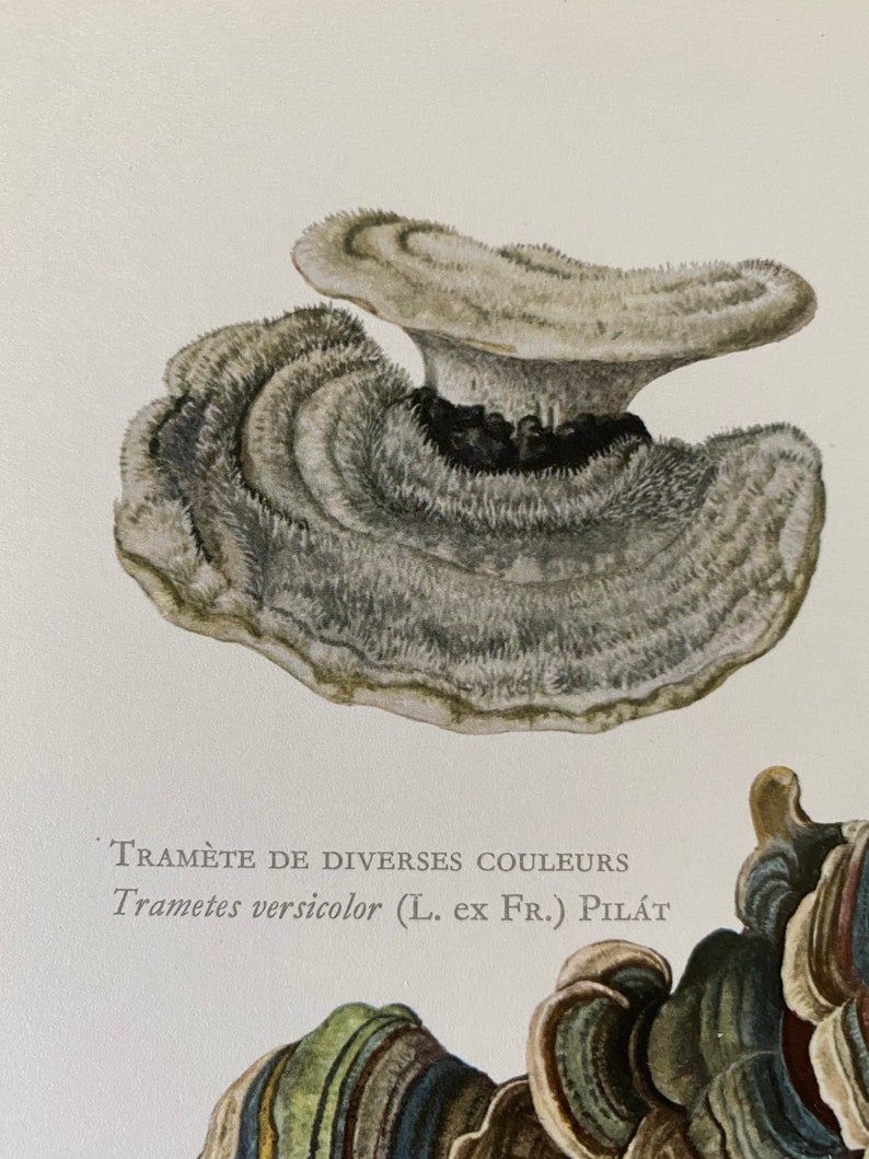 Op de afbeelding: Een close-up van een Trametes versicolor paddenstoel, ook bekend als de kalkoenstaart paddenstoel. De paddenstoel is een levendige, veelkleurige, waaiervormige schimmel met een fluweelzachte textuur. De paddenstoel is een populair onderwerp voor natuurfotografie en wordt vaak gebruikt in de traditionele geneeskunde.