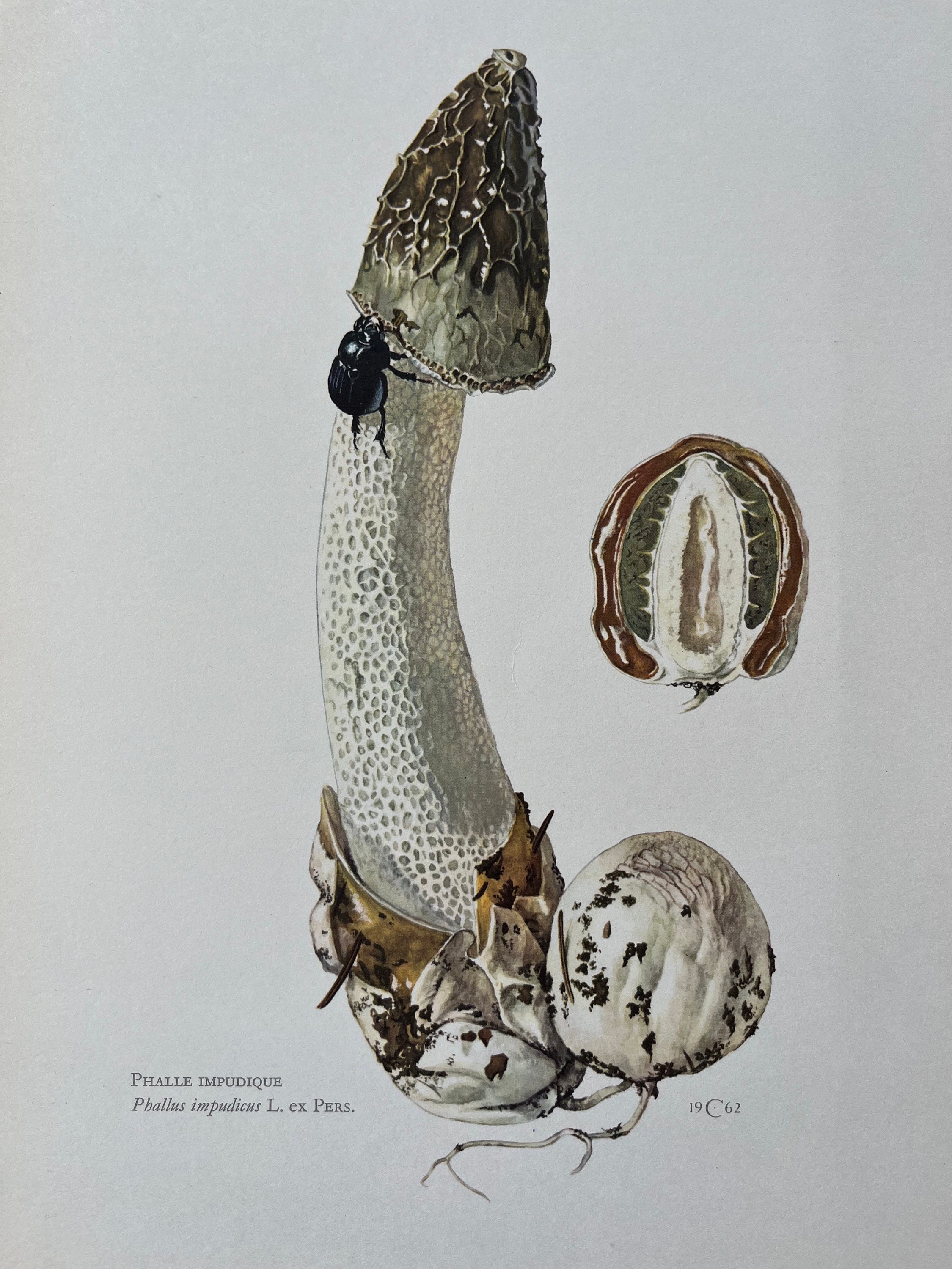 and Toad S.HONGO絵画 Mouse, Mia | 月壽 Getsuju 絵画