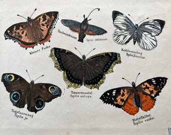 1830 BUTTERFLY antique print from 1837. Bugs illustrations. Insect Print. Entomology. Natural History. Insect home decor