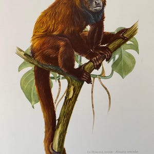 Red howler monkey animal print. antique and vintage zoology and biology lithograph. wildlife illustration and wallartfrom 1960s