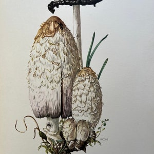 Stampa di funghi SHAGGY MANE. Litografia antica e vintage di biologia e natura. Illustrazione di spore e poster degli anni '60.
