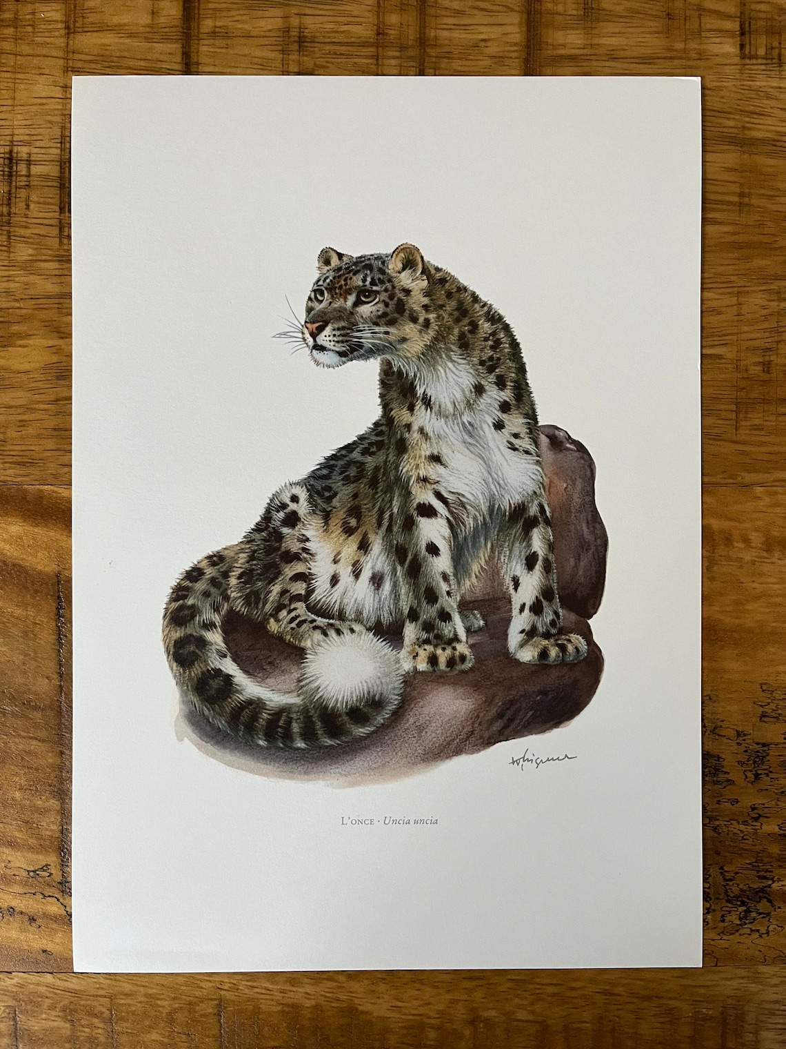Snow Leopard Print | 1960s Vintage Zoology Lithograph - Etsy