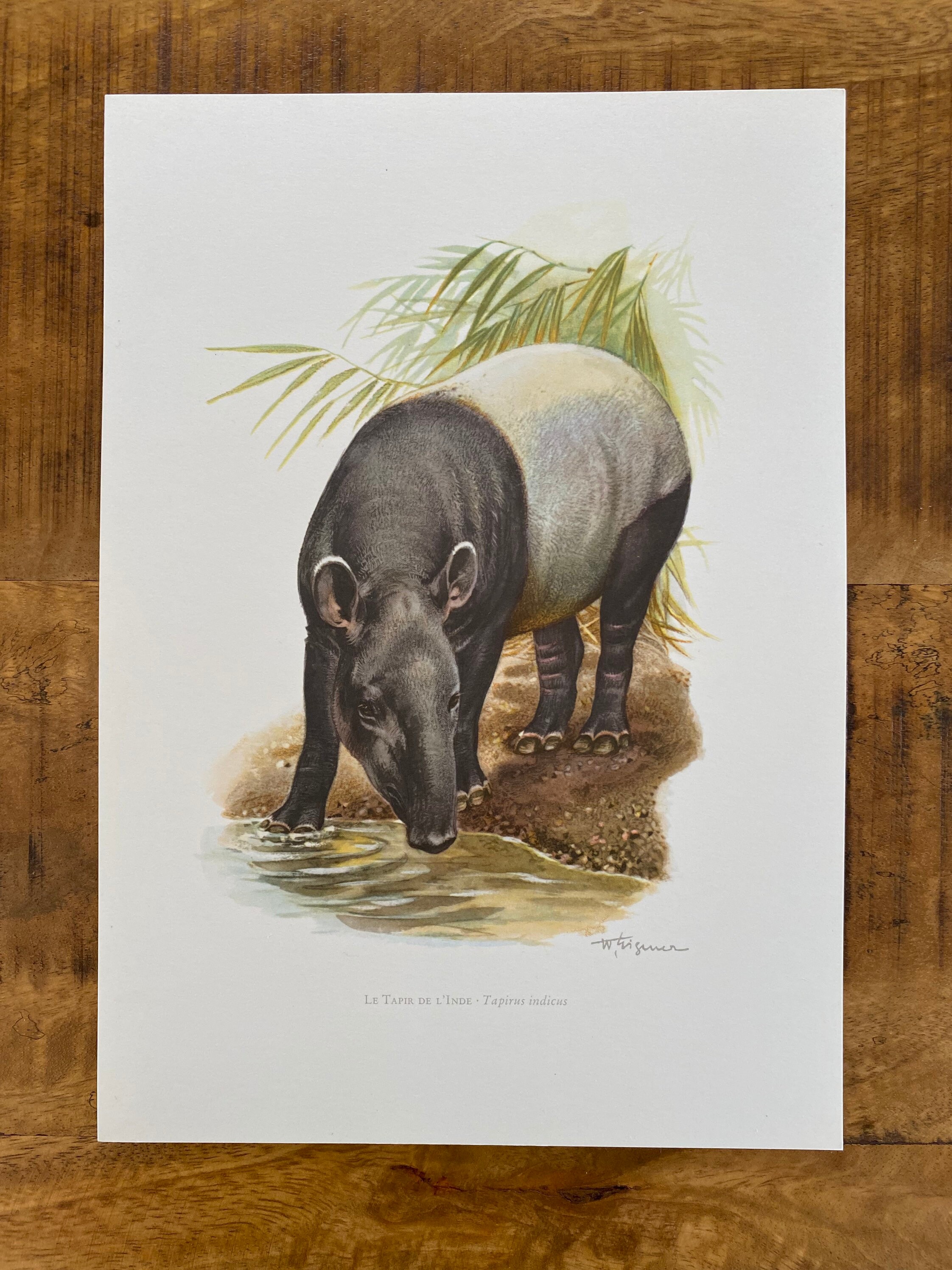 -176\\ 　図変り　印判　動物園 MALAYAN TAPIR Animal Print. Antique and Vintage Zoology and