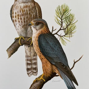 MERLIN FALCON bird print. Antique and vintage natural sciences and biology print. Home decor wall art ornithology from 1960s image 1