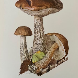 Stampa di fungo porcino di betulla. Litografia antica di biologia e natura. Illustrazione di spore e poster degli anni '60.