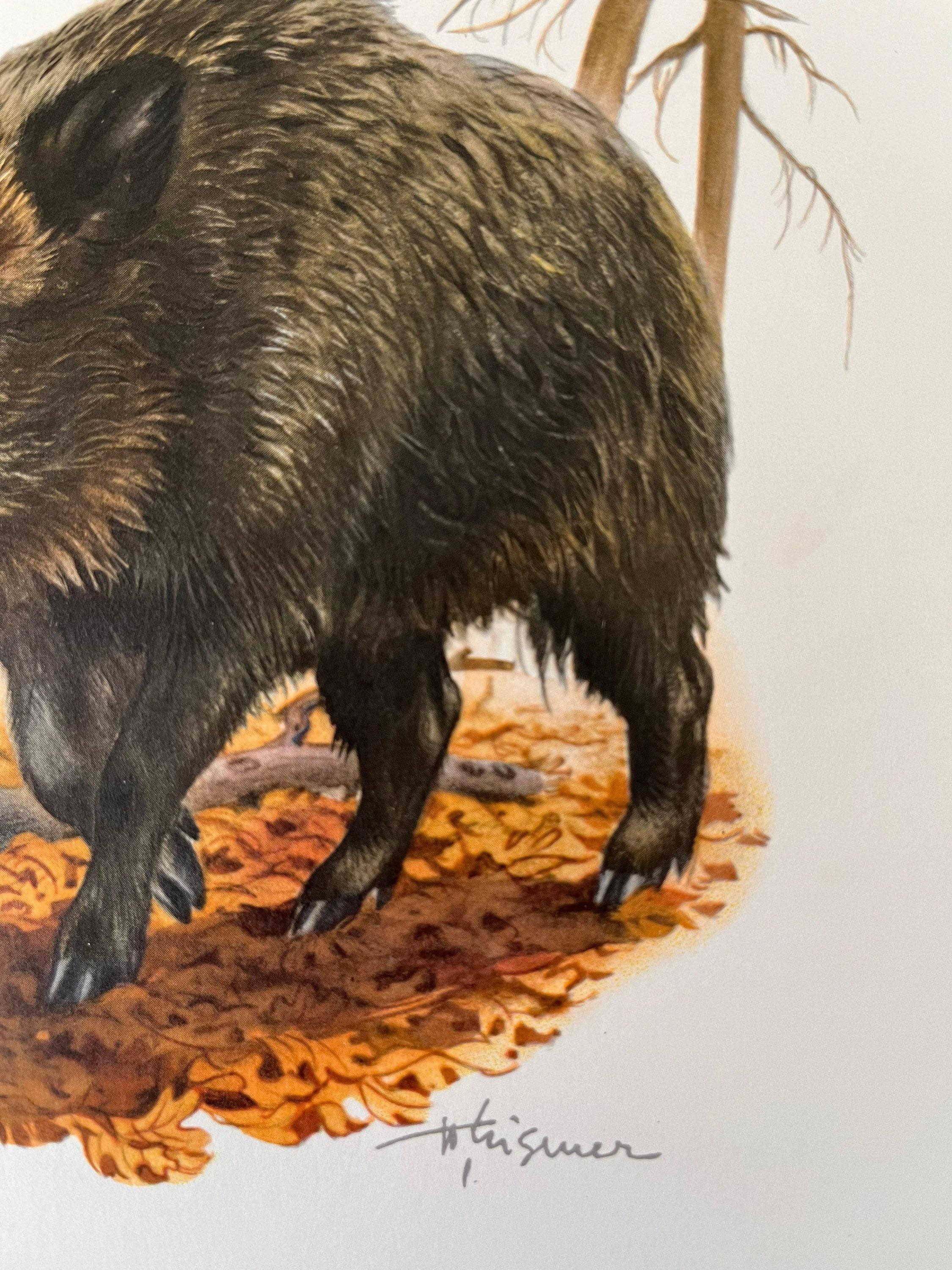 Vintage Wild Boar Lithograph, 1960s French Zoology Print - Etsy