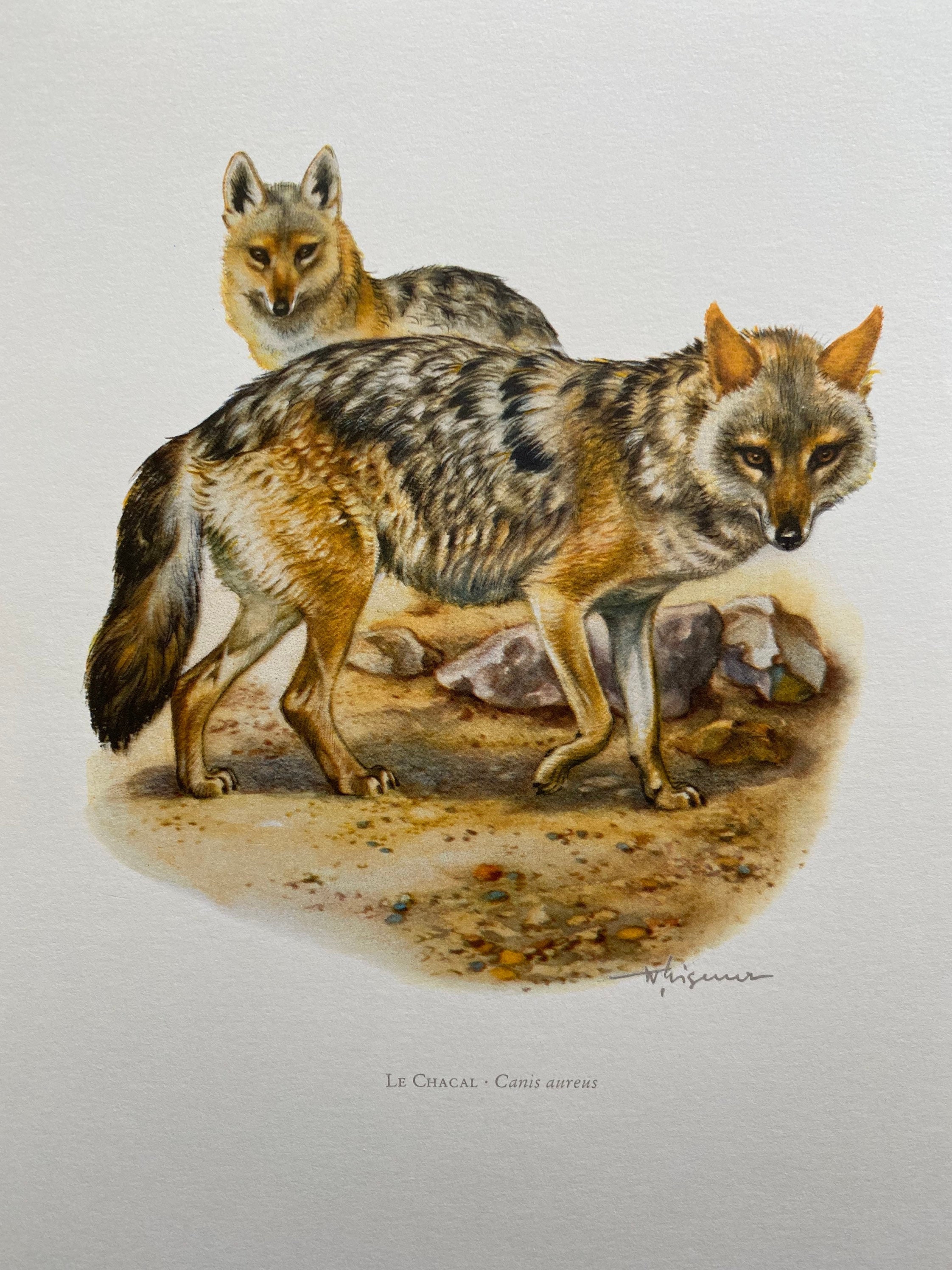GOLDEN JACKAL Animal Print. Antique and Vintage Zoology and Biology  Lithograph. Wildlife Illustration and Posterfrom 1960s - Etsy