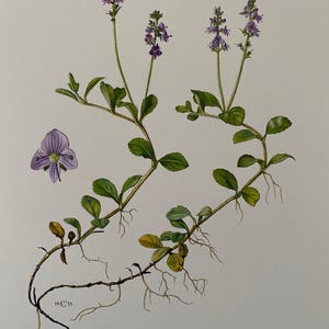Litografía botánica de verónica de Heath. Litografía antigua y vintage sobre ciencias naturales y biología. Ilustración de plantas y arte mural de los años 60.