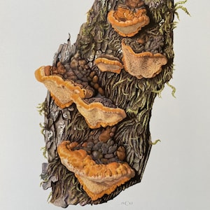 Stampa del fungo Osmoporus odoratus. Litografia antica e vintage di biologia e natura. Illustrazione di spore e poster degli anni '60.