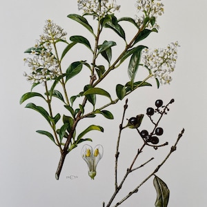 Puede incluir: Una ilustración botánica de una planta de ligustro, Ligustrum vulgare, con flores blancas y bayas negras. La ilustración está etiquetada como "Troëne - Ligustrum vulgare L."