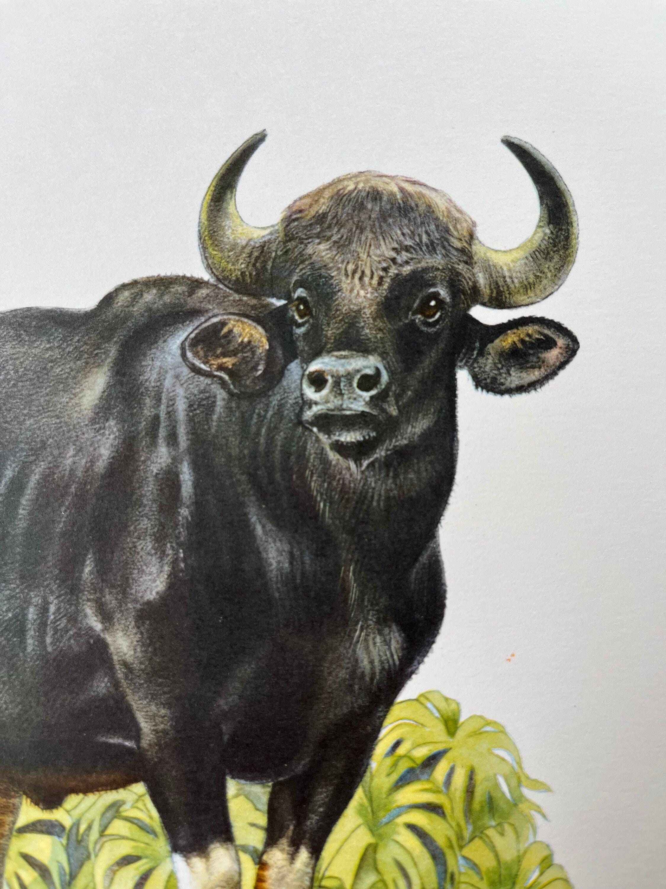 Gaur Collection Vintage Gaur Print, 1960s French Zoology Lithograph - Etsy