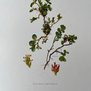 Pode incluir: Uma ilustração botânica de uma pequena planta verde com folhas e flores vermelhas. A planta está etiquetada como "SAULE HERBACE - Salix herbacea L."